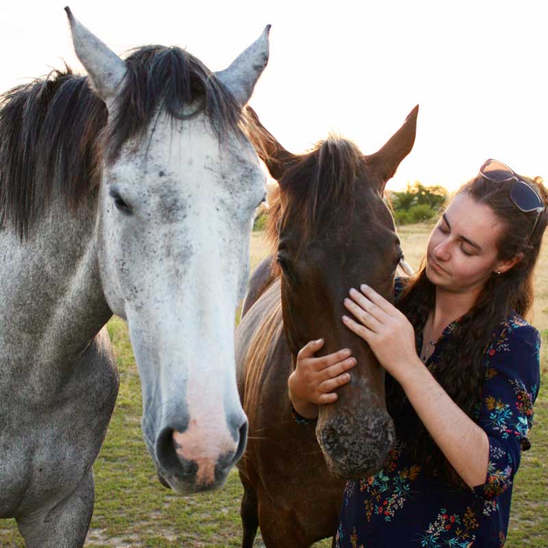 pension des chevals proche à Bressuire